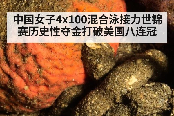 中国女子4x100混合泳接力世锦赛历史性夺金打破美国八连冠